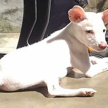 पशु केंद्र में पालतू कुत्ते को जहर देकर मारने का आरोप, जांच में जुटी पुलिस