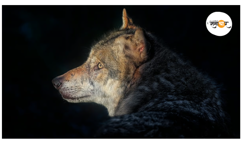 बहराइच में तीन महीने के शिशु को मां की गोद से खींचकर ले गया भेड़िया