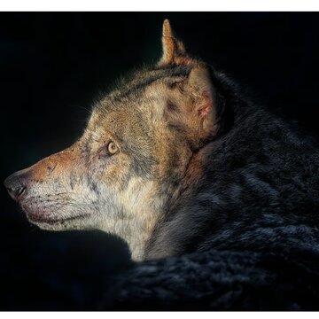 बहराइच में तीन महीने के शिशु को मां की गोद से खींचकर ले गया भेड़िया